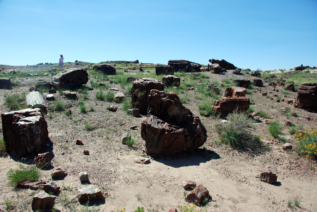 07-08-21, 063, Petrified Forest, Az