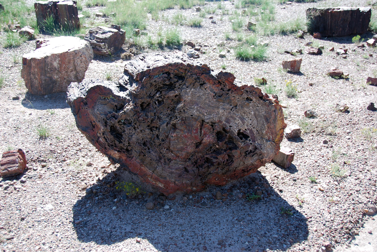 07-08-21, 065, Petrified Forest, Az