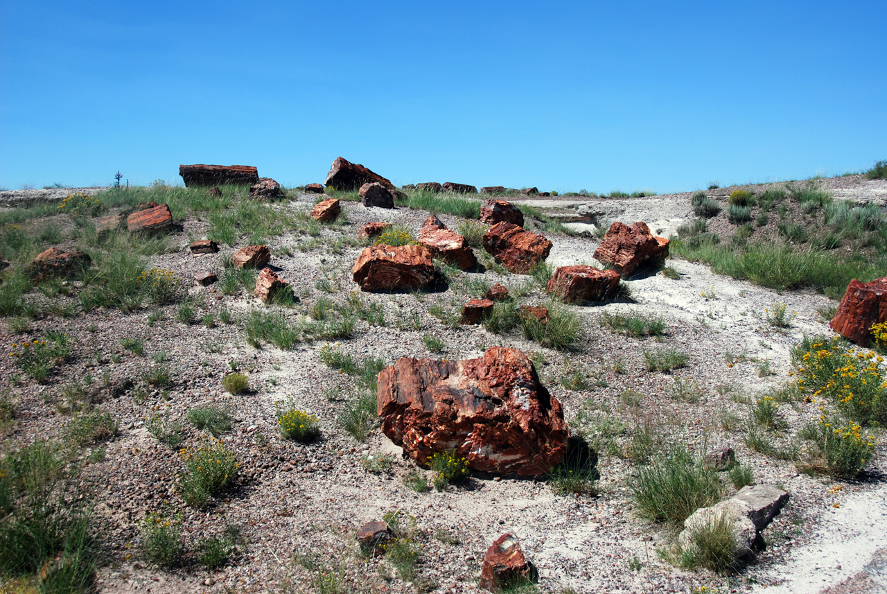 07-08-21, 066, Petrified Forest, Az