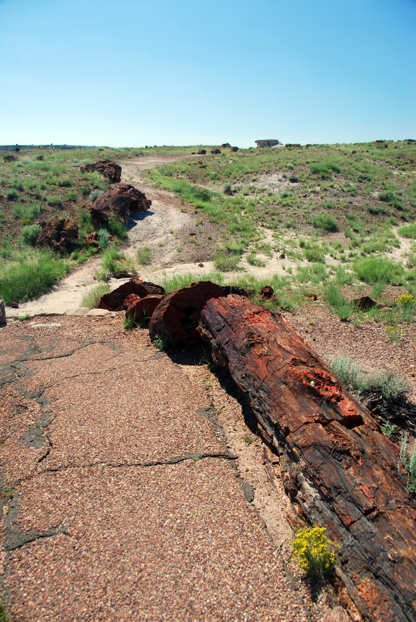 07-08-21, 079, Petrified Forest, Az