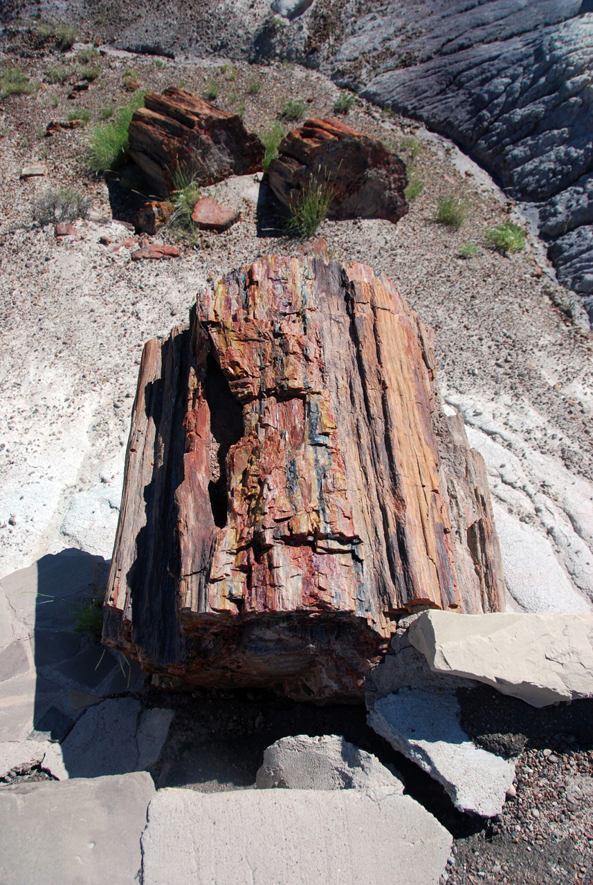 07-08-21, 085, Petrified Forest, Az