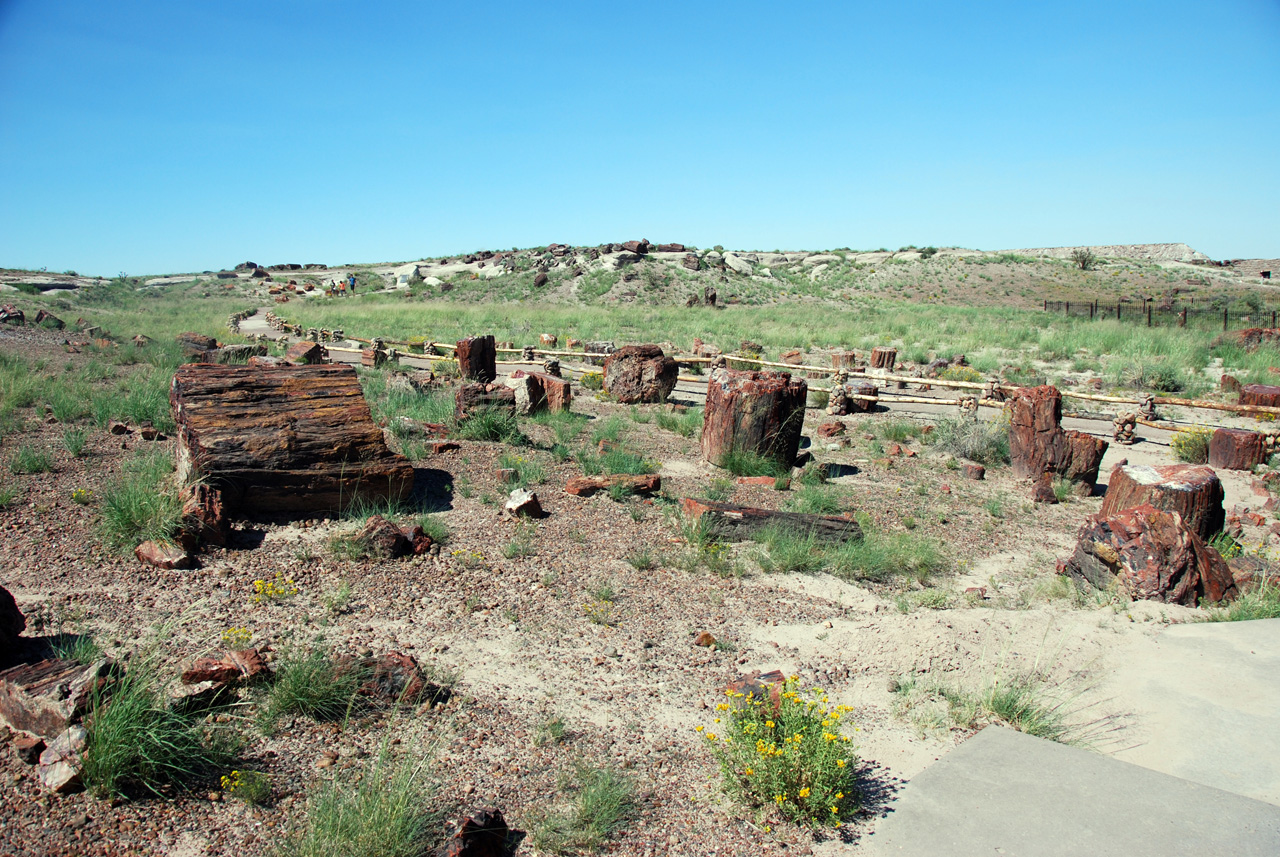 07-08-21, 091, Petrified Forest, Az