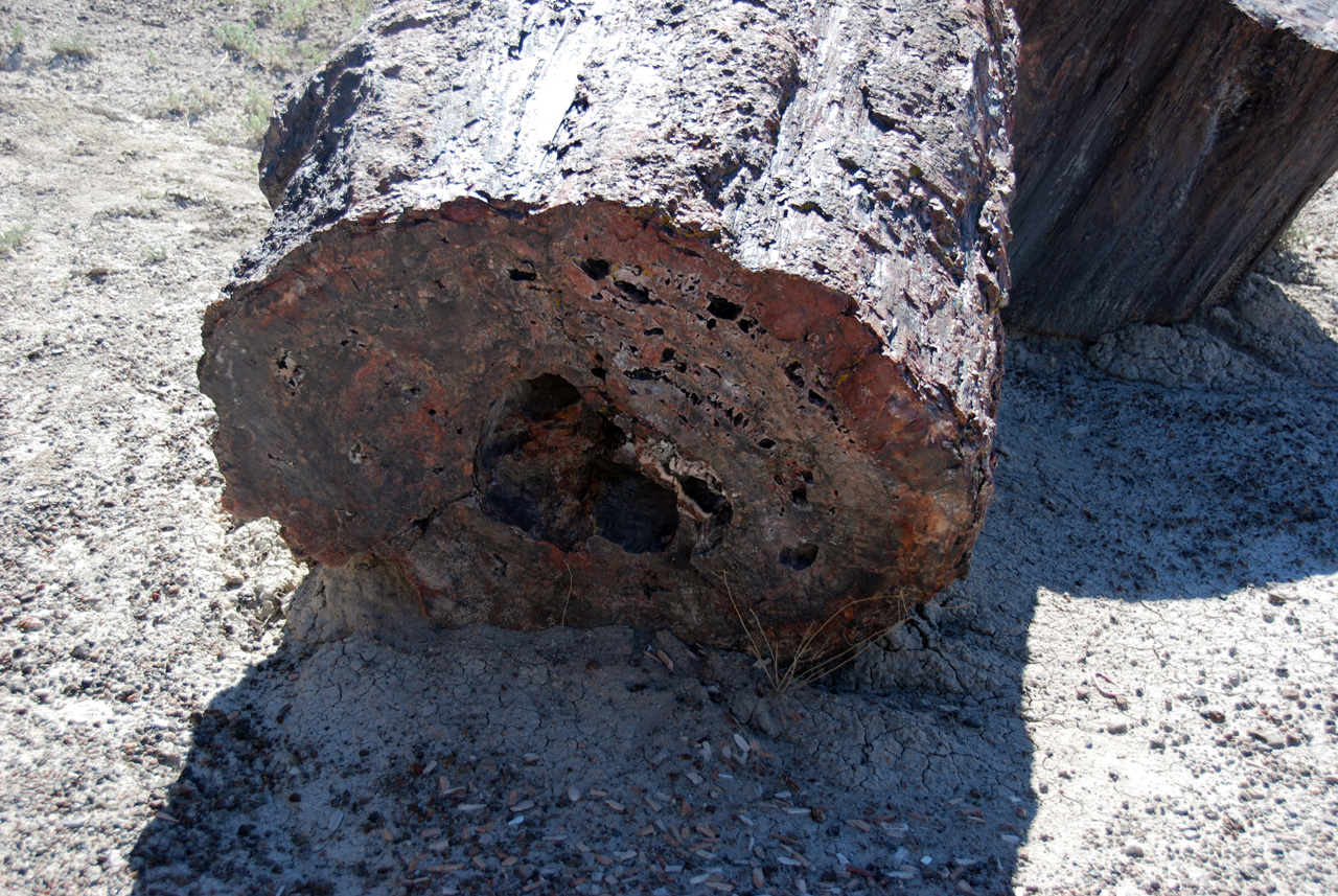 07-08-21, 100, Petrified Forest, Az