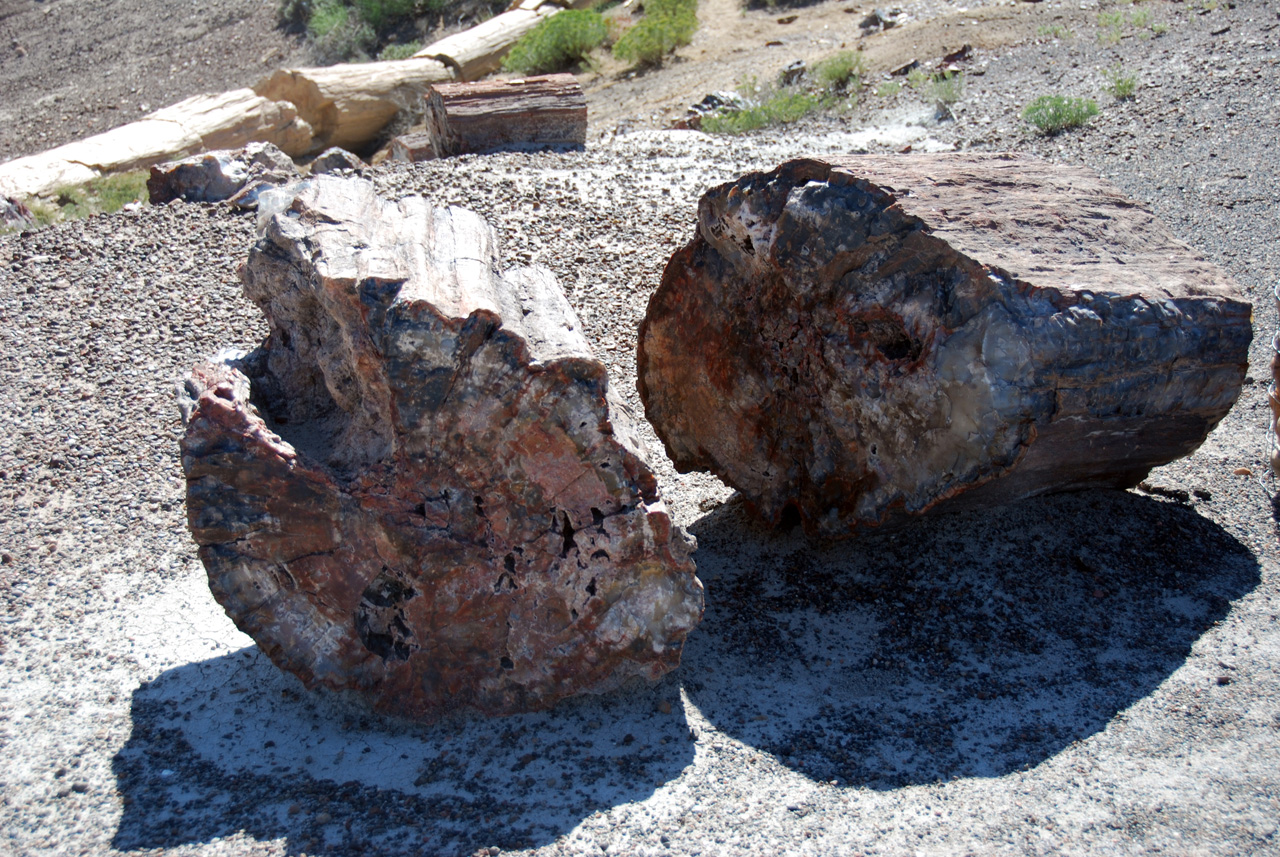 07-08-21, 110, Petrified Forest, Az