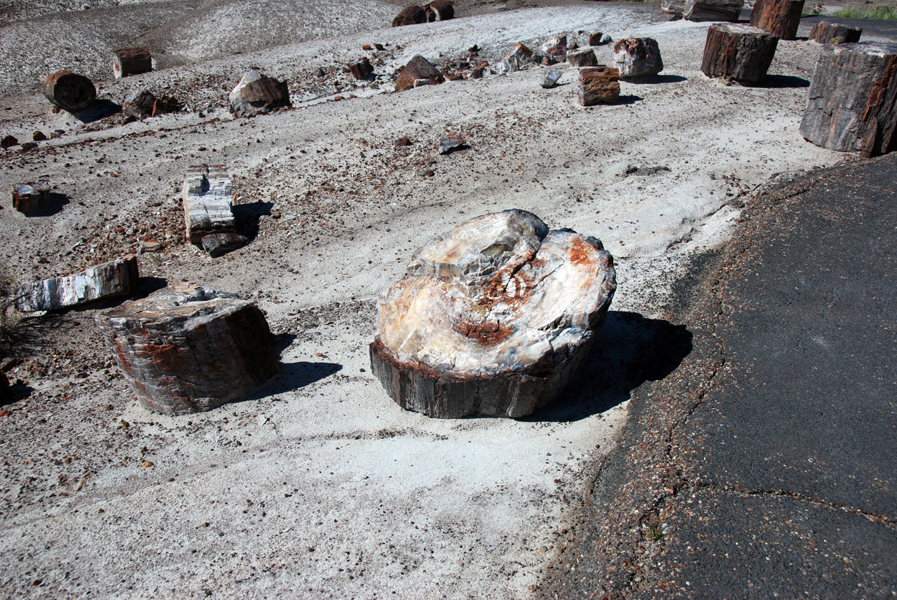 07-08-21, 111, Petrified Forest, Az