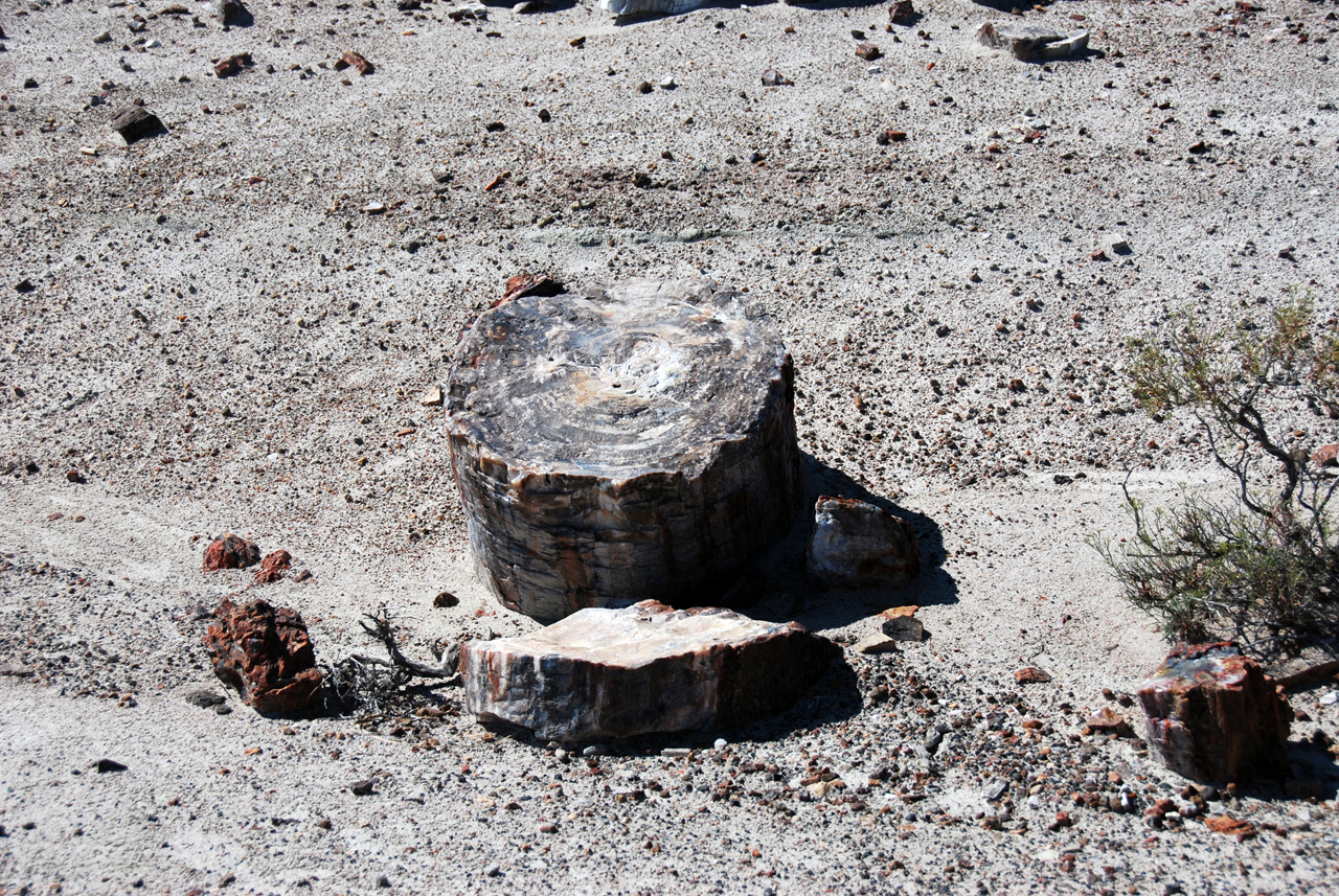 07-08-21, 112, Petrified Forest, Az