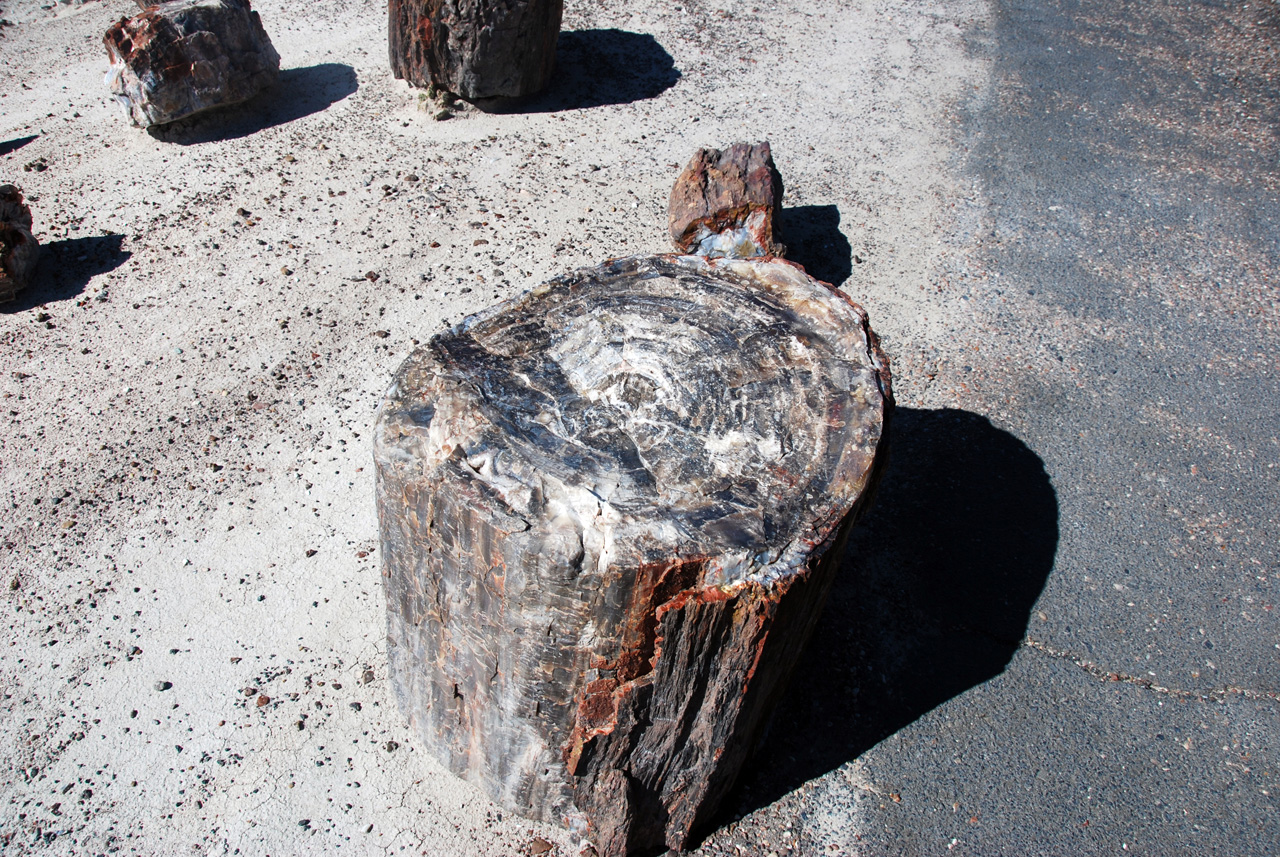 07-08-21, 113, Petrified Forest, Az