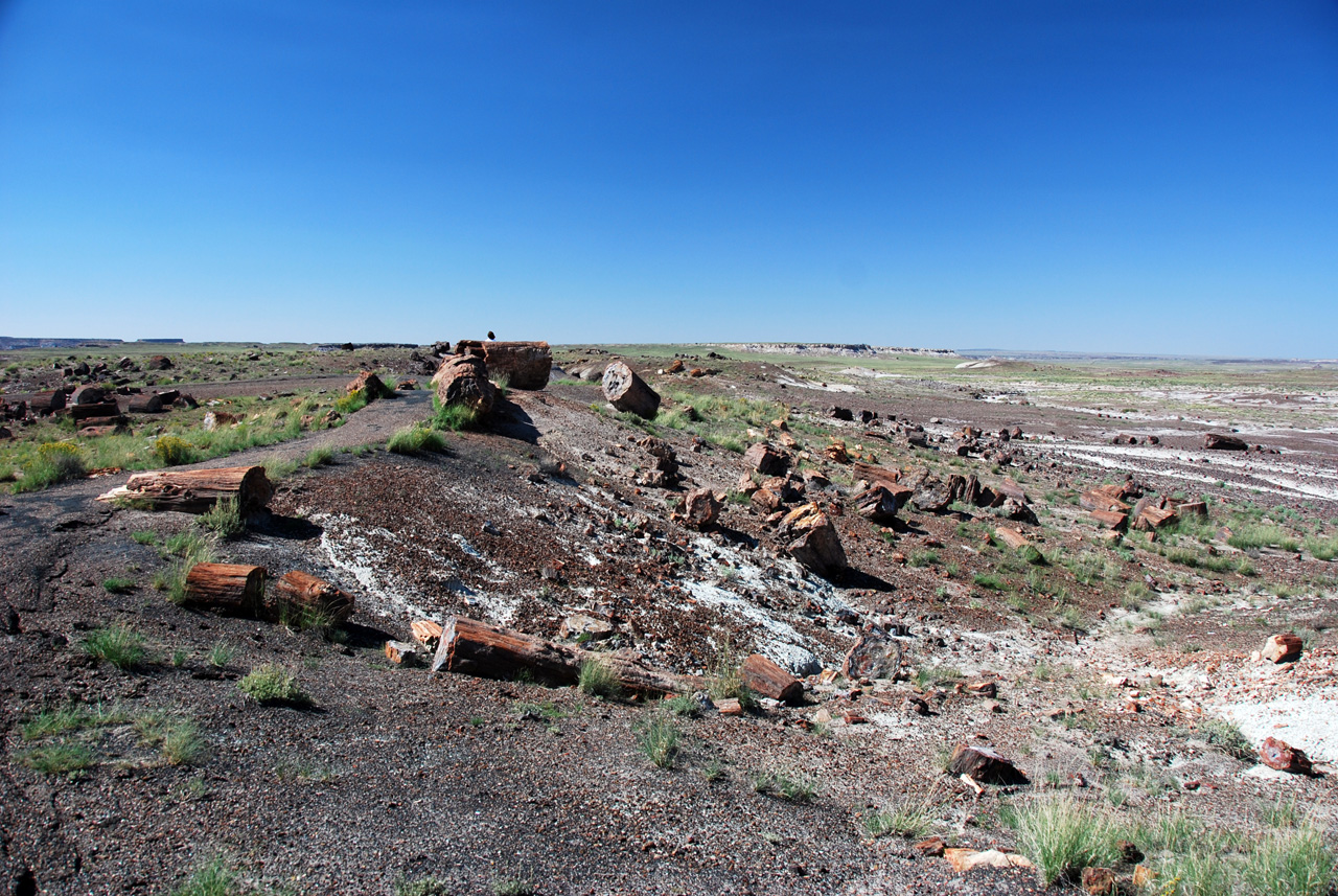07-08-21, 114, Petrified Forest, Az