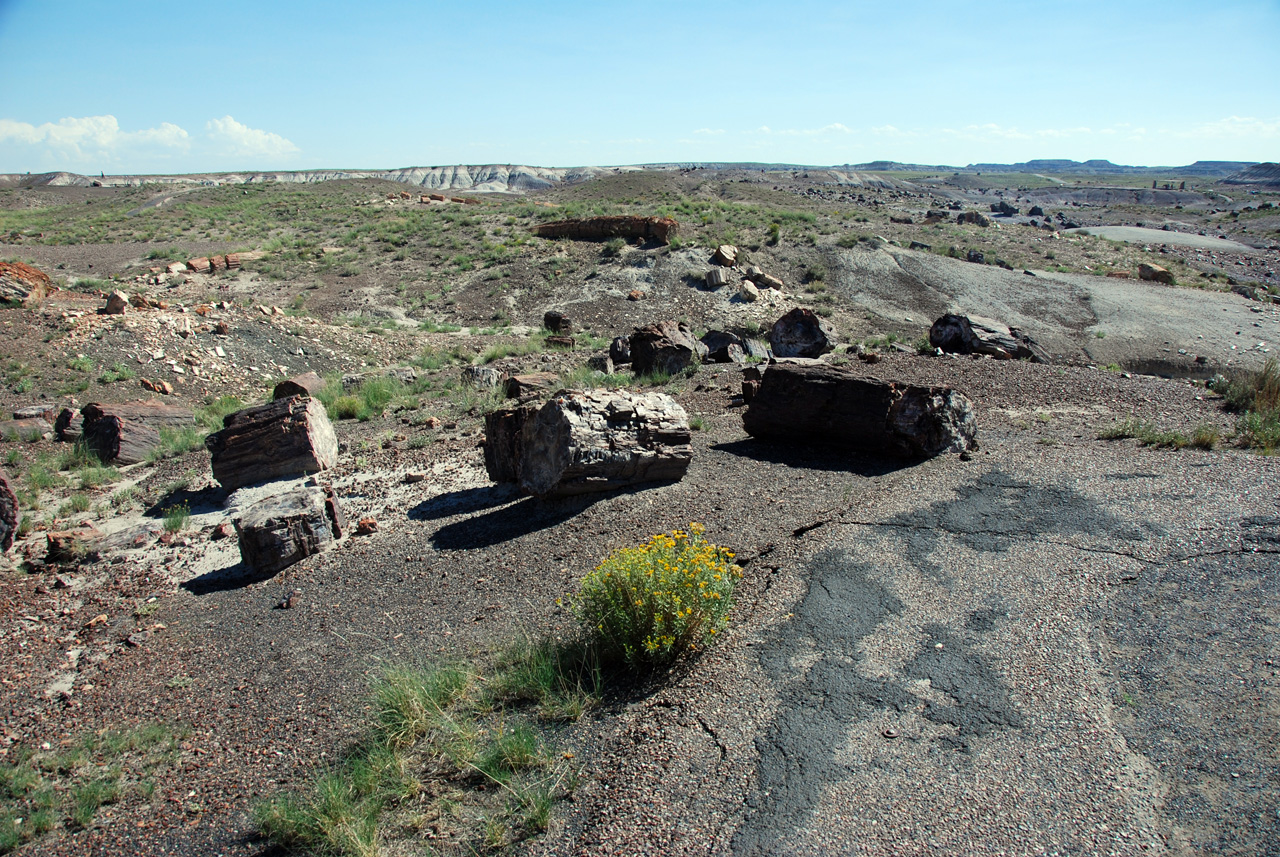 07-08-21, 116, Petrified Forest, Az