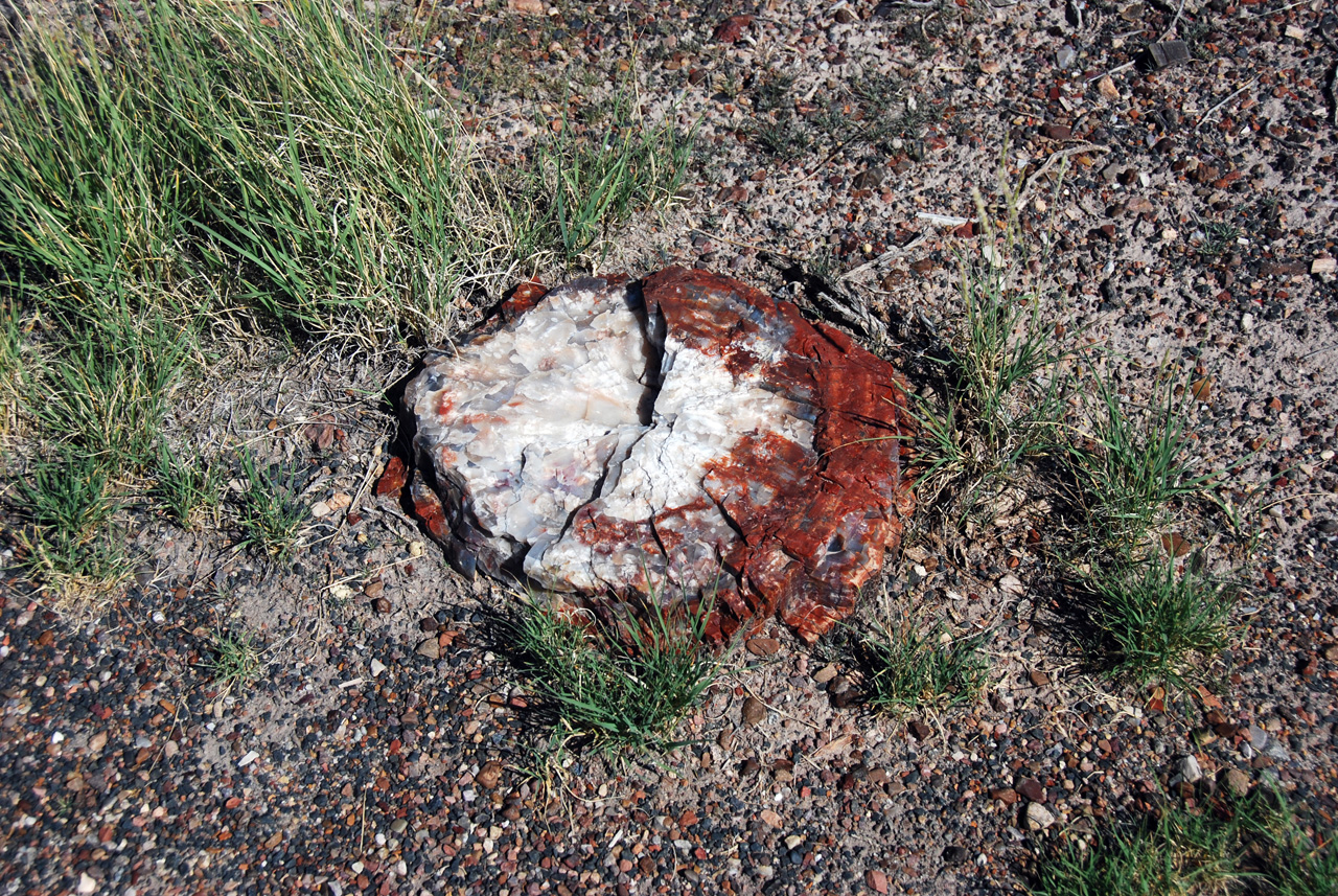 07-08-21, 117, Petrified Forest, Az