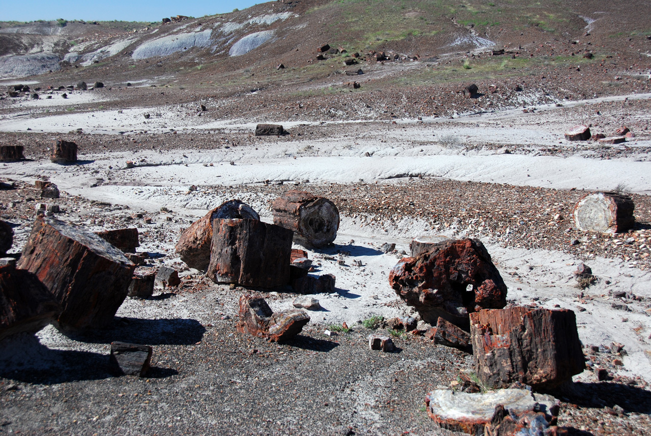07-08-21, 118, Petrified Forest, Az