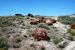 07-08-21, 066, Petrified Forest, Az