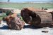 07-08-21, 068, Petrified Forest, Az