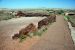 07-08-21, 074, Petrified Forest, Az