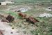07-08-21, 075, Petrified Forest, Az