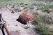 07-08-21, 094, Petrified Forest, Az