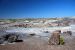 07-08-21, 097, Petrified Forest, Az