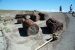 07-08-21, 099, Petrified Forest, Az