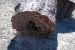 07-08-21, 100, Petrified Forest, Az