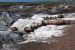 07-08-21, 104, Petrified Forest, Az