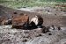 07-08-21, 109, Petrified Forest, Az