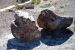 07-08-21, 110, Petrified Forest, Az