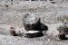 07-08-21, 112, Petrified Forest, Az