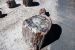 07-08-21, 113, Petrified Forest, Az